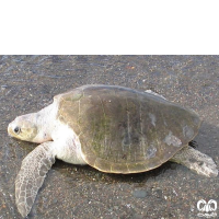 گونه لاکپشت زیتونی ریدلی Olive Ridley Turtle